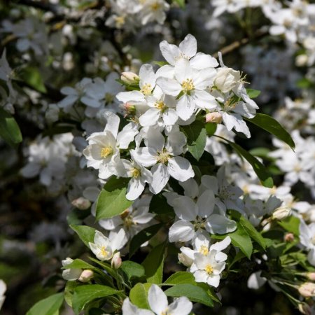 Köp Prydnadsträd Online – Stort Utbud hos Cramers Blommor