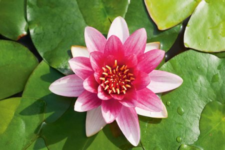Köp Vattenväxter till Damm Online – Cramers Blommor