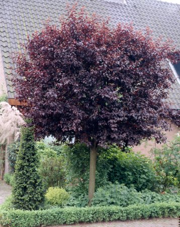 Köp Prydnadsträd Online – Stort Utbud hos Cramers Blommor