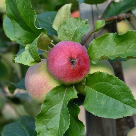 Äppelträd - Beställ direkt online hos Cramers Blommor
