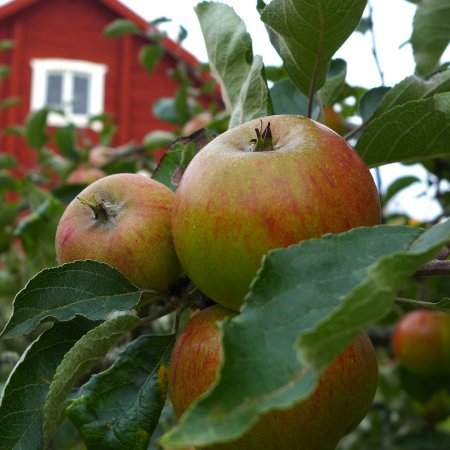 Äppelträd - Beställ direkt online hos Cramers Blommor