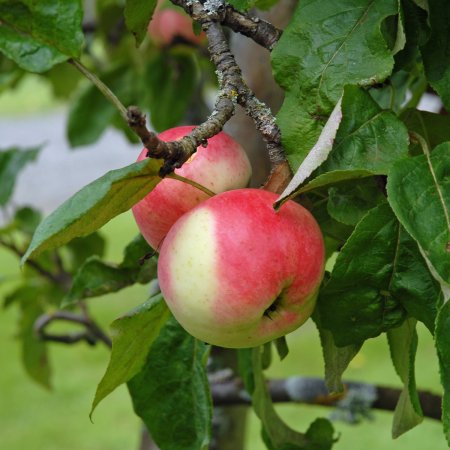 Äppelträd - Beställ direkt online hos Cramers Blommor