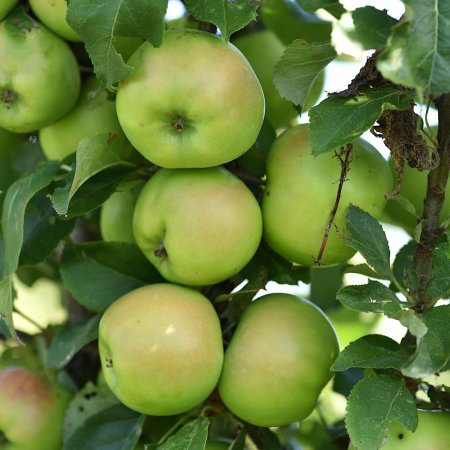 Äppelträd - Beställ direkt online hos Cramers Blommor