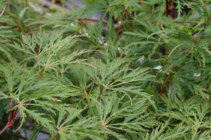 Flikbladig Japansk Lönn - Buskar - Trädgårdsväxter