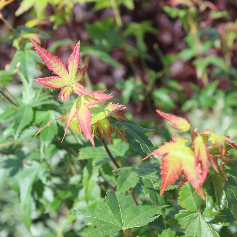 Acer palmatum Little Princess, Japansk Lönn, 40-50 C3