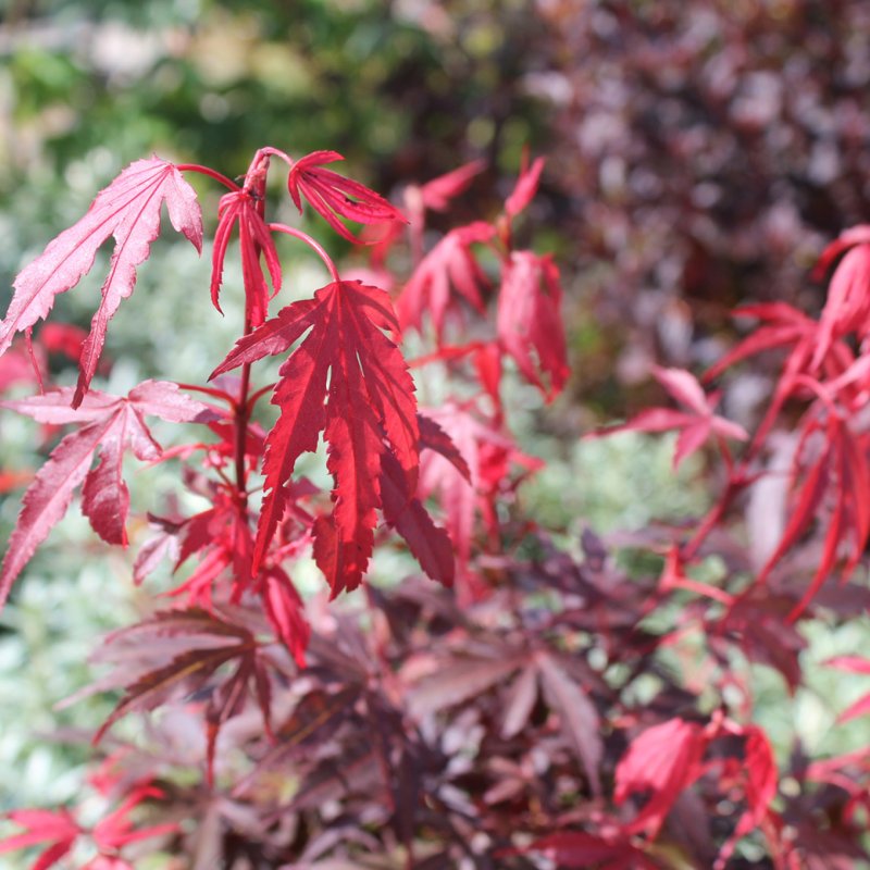 Japansk Lönn - Buskar - Trädgårdsväxter - Växter