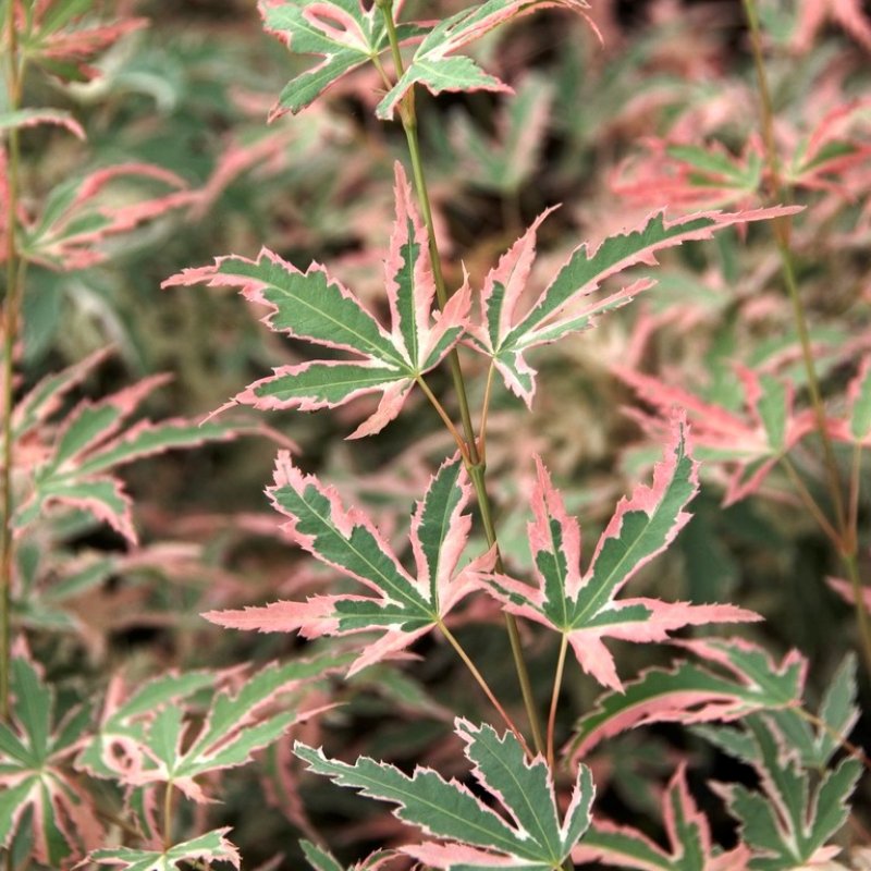 Japansk Lönn - Buskar - Trädgårdsväxter - Växter