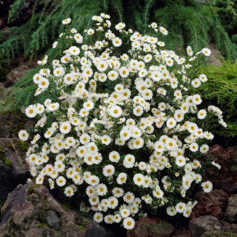 Höstaster - Perenner - Trädgårdsväxter - Växter