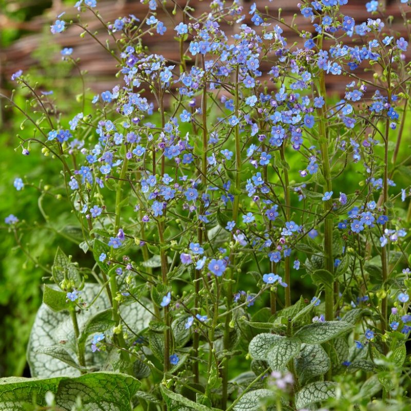 brunnera-macrophylla-sea-heart-kaukasisk-f-rg-tmigej-stickling-3-pack