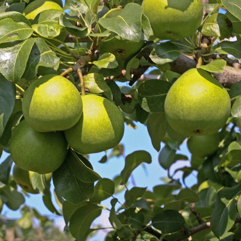 Päron - Päronträd - Fruktträd - Trädgårdsväxter