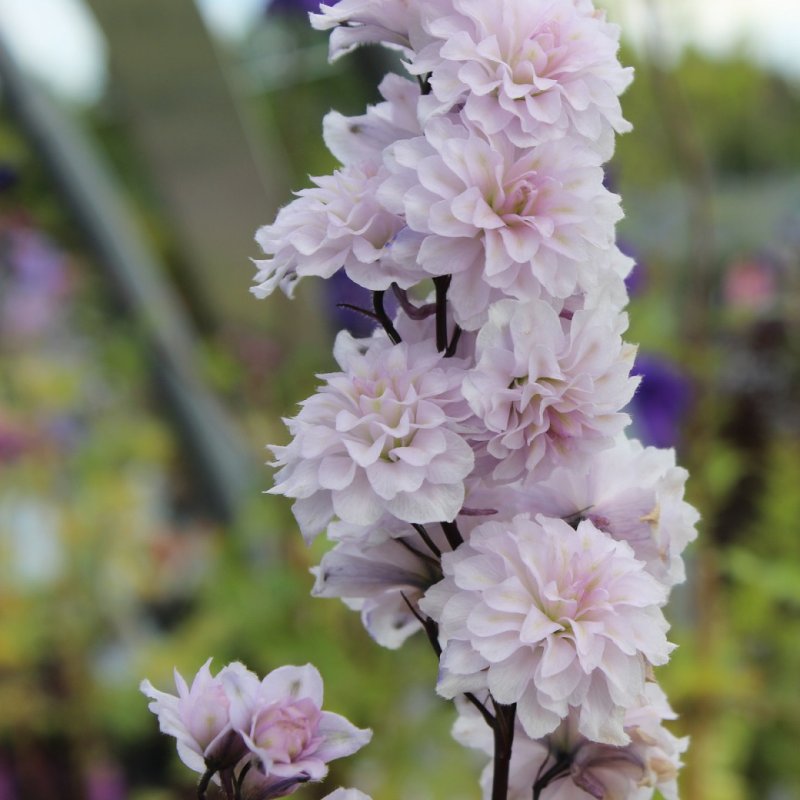 Delphinium Highlander Cha Cha ®, Trädgårdsriddarsporre, SQ1
