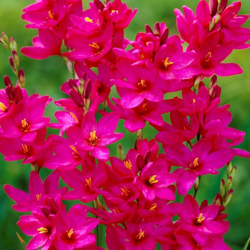 Ixia Ixia Venus 20st - Övrigt - Vårplantering
