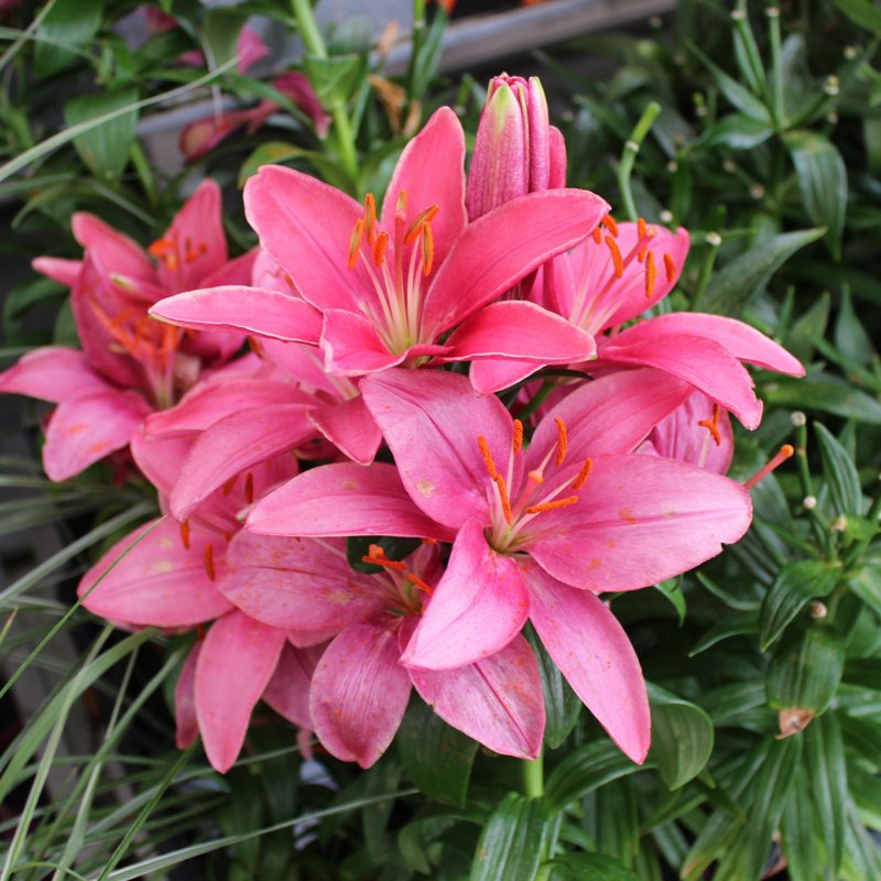 Lilium hybr. Tiny Pearl ®, Asiatisk Lilja, P11cm