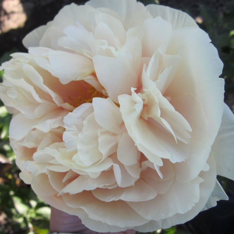 Paeonia lactiflora Pastelegance (Pastel Elegance), Luktpion, (höstleverans)