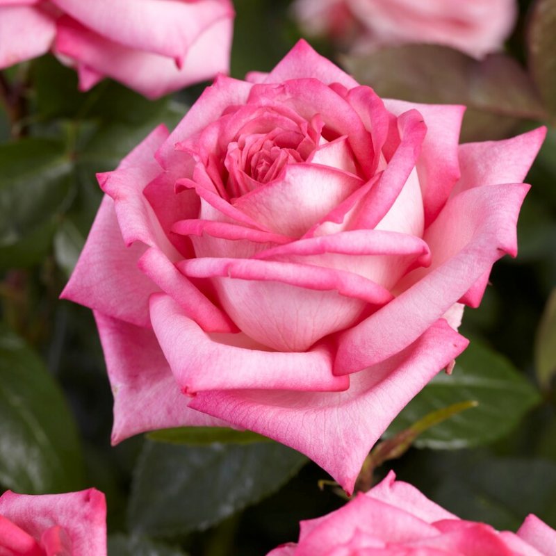 tehybrid Wedding Bells ™ Eleganza ® (Korsteflali), Tehybridros, C4