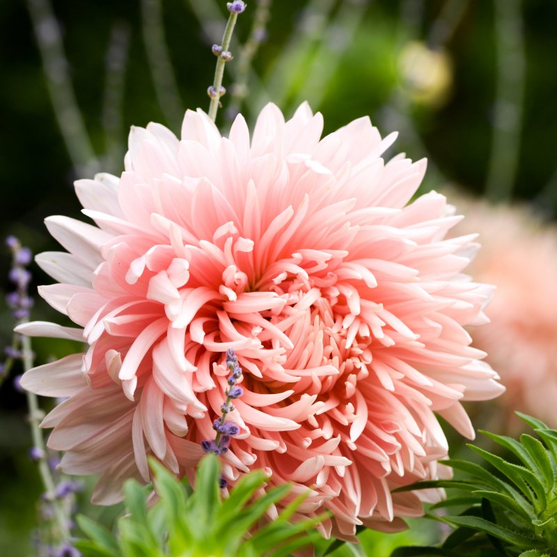 Aster, Sommar, King Size Apricot