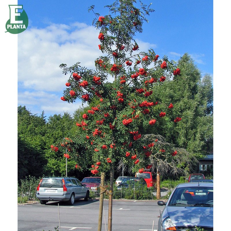 Rönn - Prydnadsträd - Trädgårdsväxter - Växter