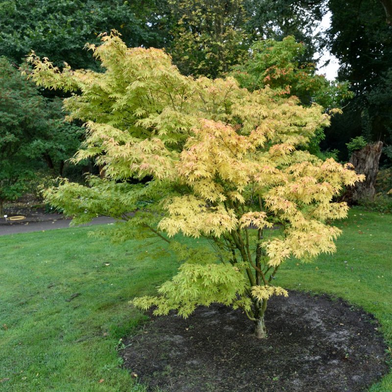Japansk Lönn - Buskar - Trädgårdsväxter - Växter