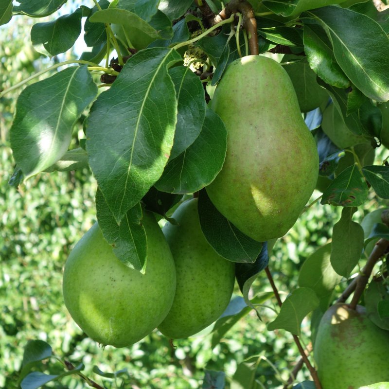 Päron - Päronträd - Fruktträd - Trädgårdsväxter