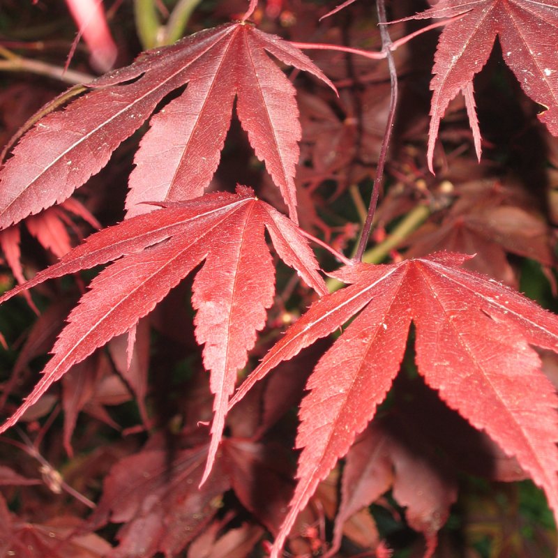 Flikbladig Japansk Lönn - Buskar - Trädgårdsväxter