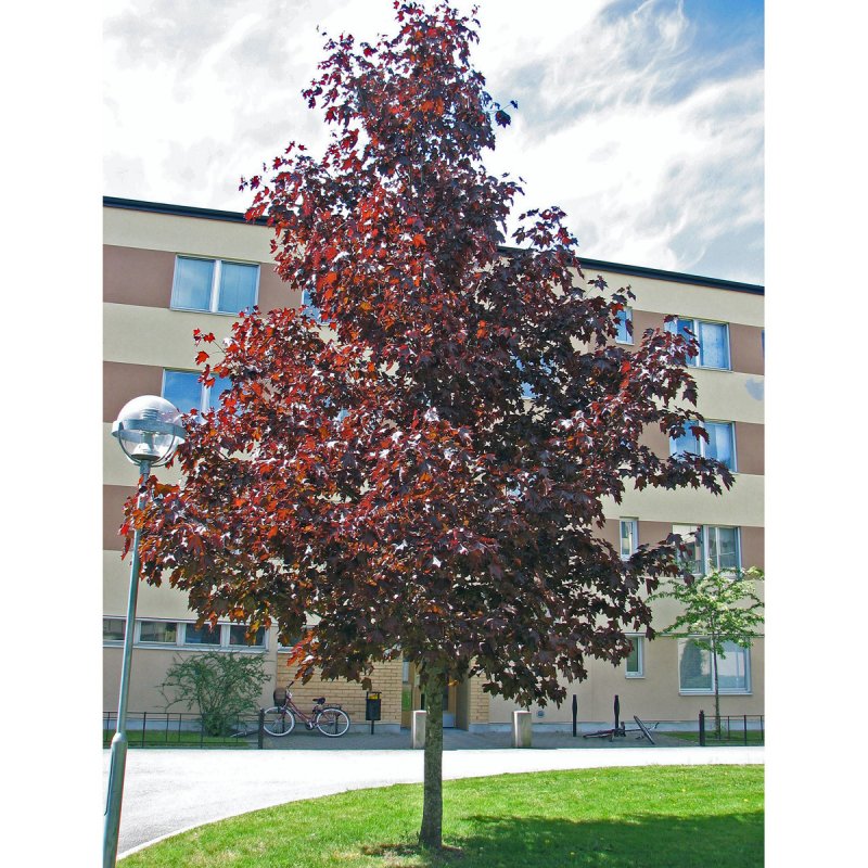 Rödbladig Skogslönn - Prydnadsträd - Trädgårdsväxter