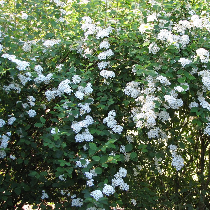 bukettspirea-buskar-tr-dg-rdsv-xter-v-xter