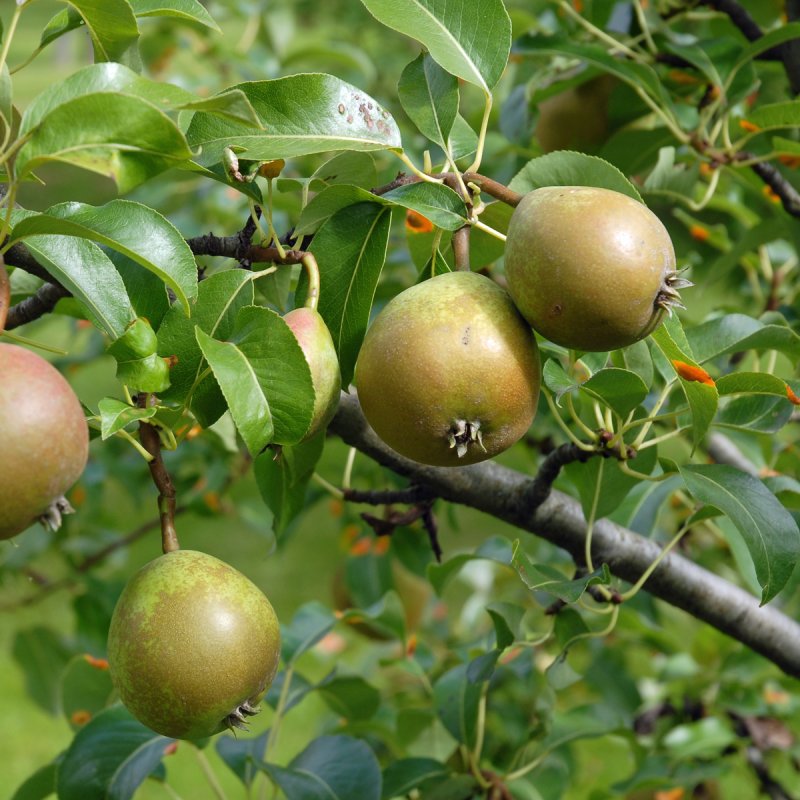 Päron Låg Stam - Päronträd - Fruktträd