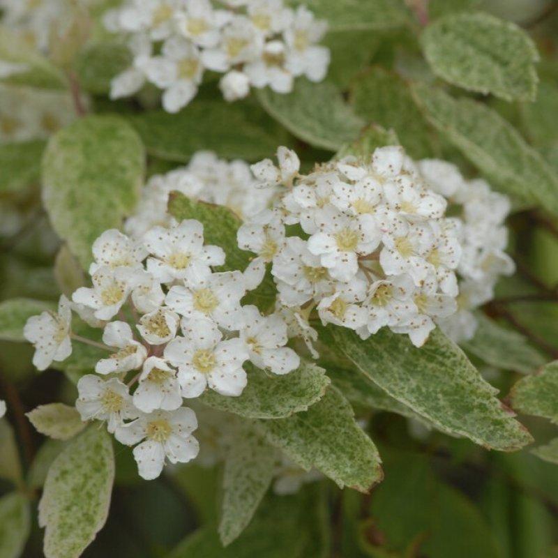 brudspirea-bukettspirea-buskar-tr-dg-rdsv-xter