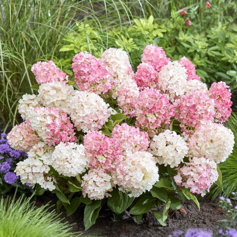 Vipphortensia Buskar Tr dg rdsv xter V xter