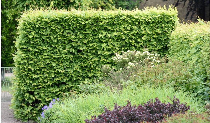 SKAPA RUM OCH AVGRÄNSNINGAR MED HÄCKVÄXTER