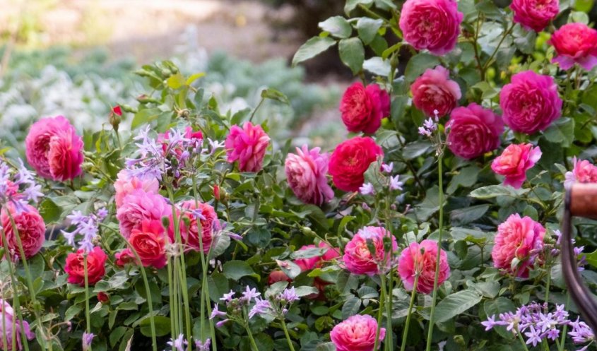 ÅRETS SORTIMENT AV ROSOR