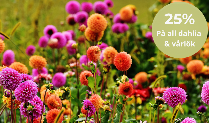 Fynda vårlök & dahlior