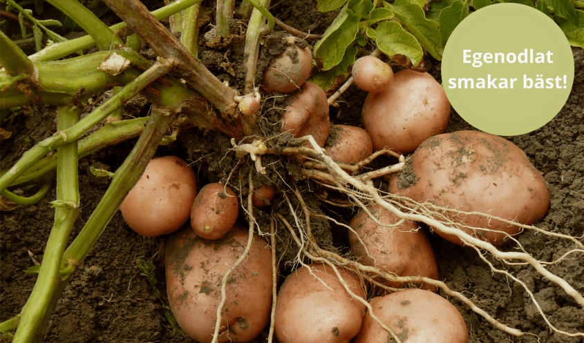ODLA EGEN POTATIS & LÖK