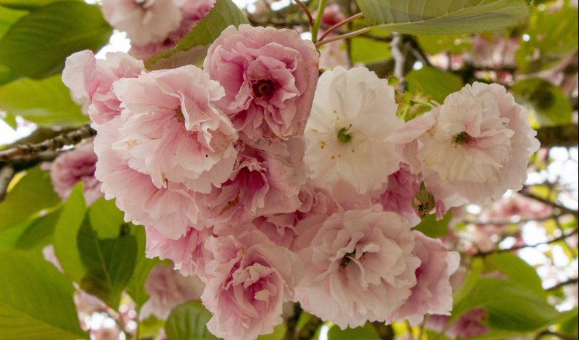 NÄR TRÄDGÅRDEN VAKNAR