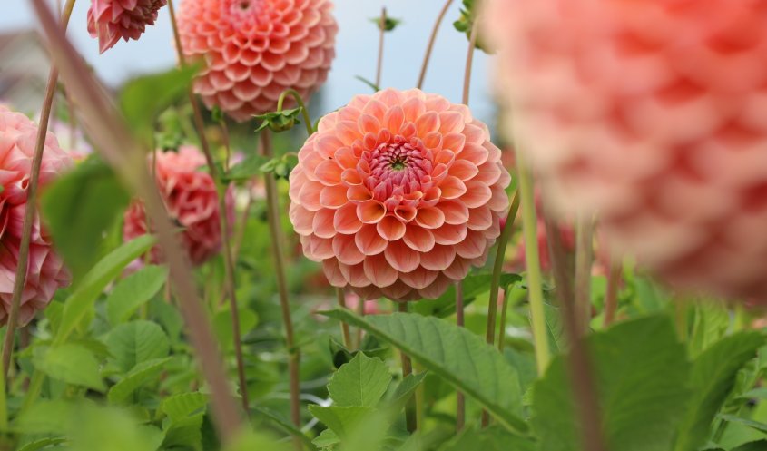 DAHLIA
