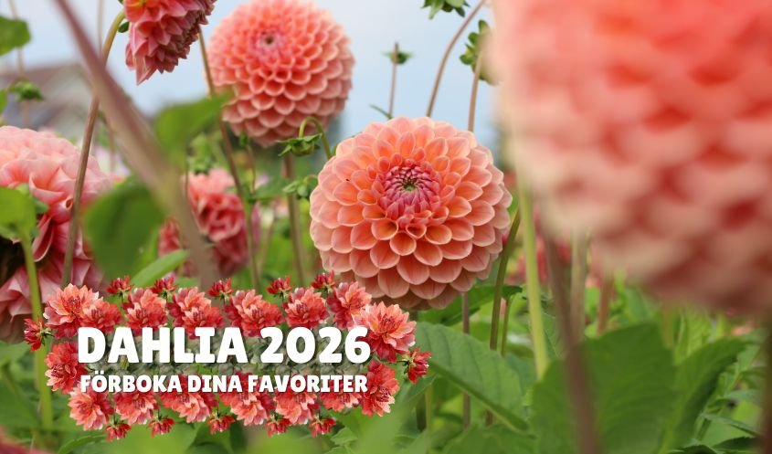 DAHLIA 2026