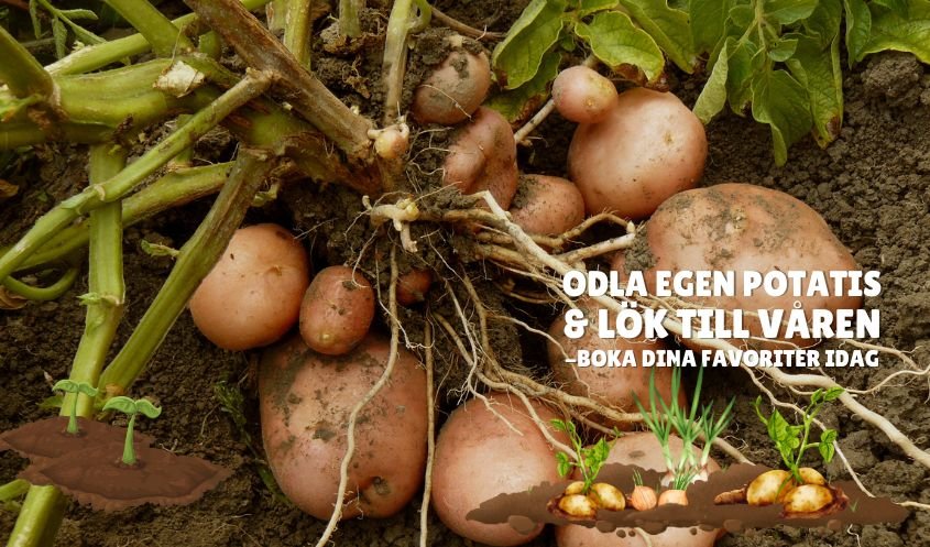 ODLA EGEN POTATIS & LÖK