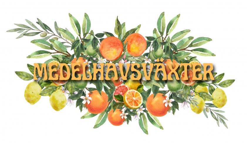 FÖRBOKA MEDELHAVSVÄXTER