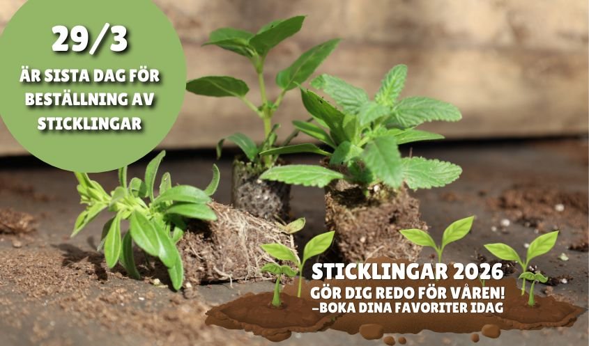 STICKLINGAR 2026