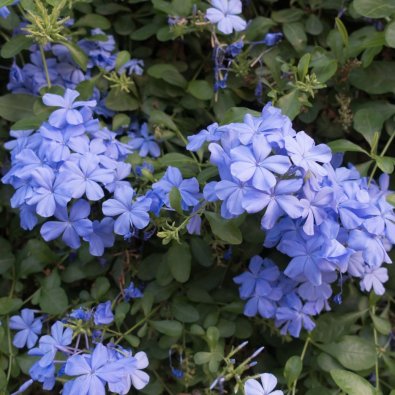 Vår & sommarväxter
