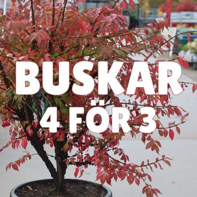 Buskar 4 för 3