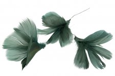 Fjäder Blom 12-pack Grönblå