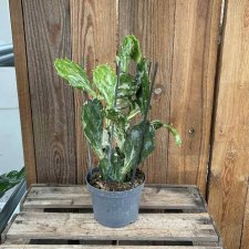 Opuntia Ghost Cactus
