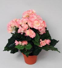 Begonia Rosa 30cm