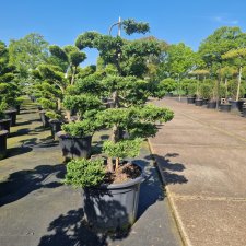 Juniperus communis Repanda