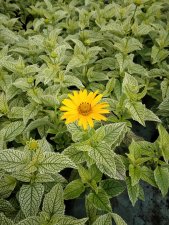 Heliopsis helianthoides Solar Flare, Dagöga