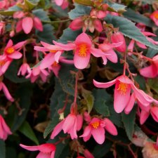 Begonia Mistral ® Pink, stickling 3-pack