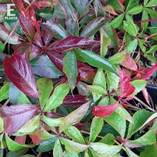 Parthenocissus vitacea Trapets ® E (Ep Partra), Vildvin, C2