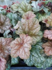 Heuchera hybr. Changeling, Alunrot