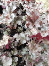 Heuchera hybr. Berry Marmalade, Alunrot